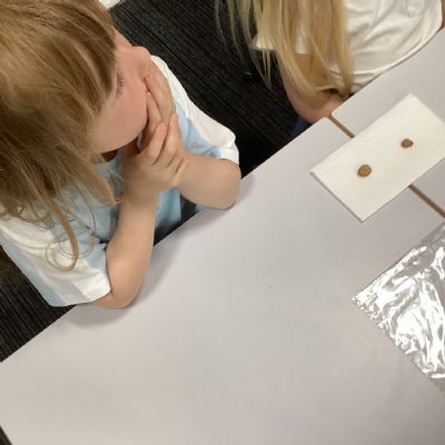 Bean Investigation